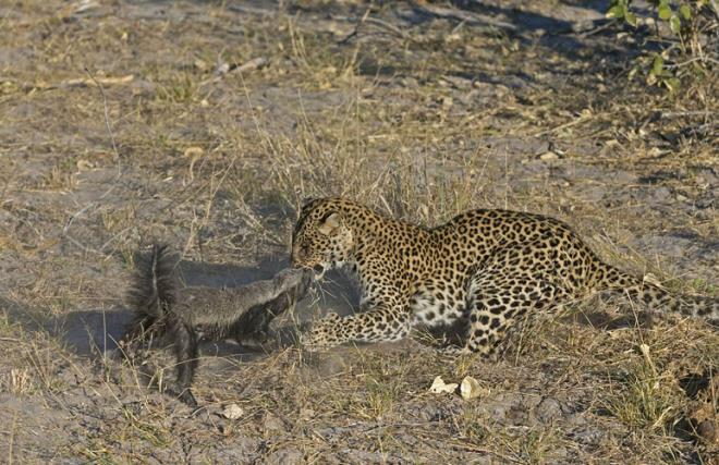 Leopara meydan okumaya kararl olan porsuk, Hollandal yaban hayat fotorafs Vincent Grafhorst tarafndan ite byle grntlendi...