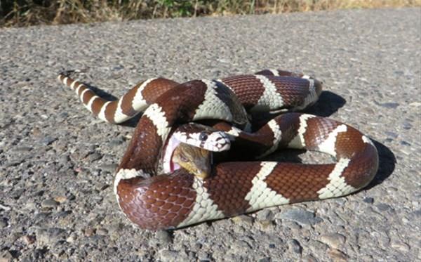 Sabahn ilk saatleriyle birlikte ava kan Kaliforniya kral ylan gzne kestirdii dev kertenkeleyi kuyruundan yakalayp tek para halinde yutmaya balad.