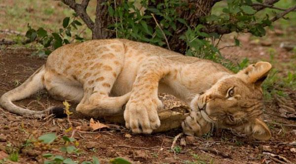 Aslan yavrusu karsna kan kaplumbaa ile bir sre oyun oynad.