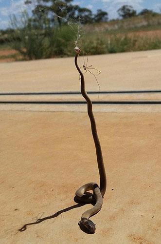 Ve ite, rmcek ana taklan kahverengi ylanlarn zor anlar...