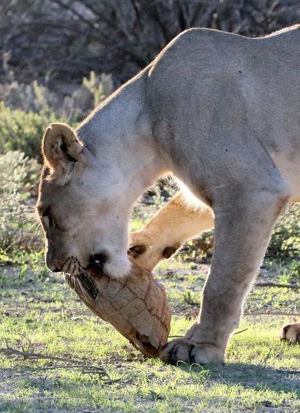 Gney Afrika'da ekilen bu grntlerde gzne kestirdii kaplumbaay yemeye alan iki aslan objektiflere yansd.