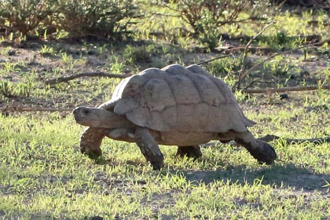 Aslanlarn uzaklatn gren kaplumbaa da yapabildii en yksek hzla oradan uzaklat.