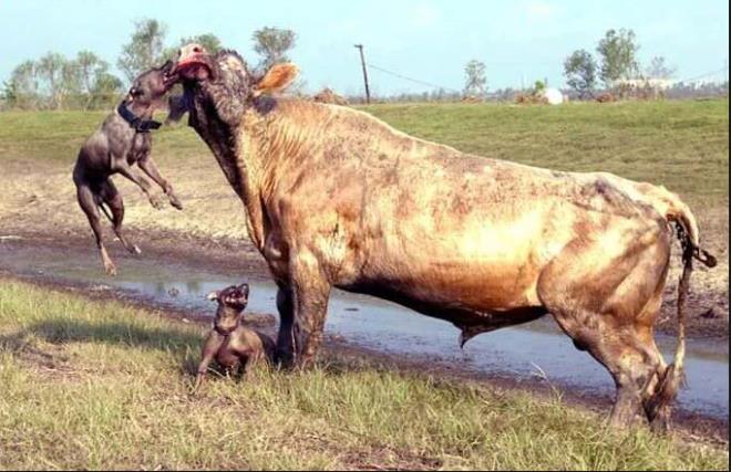 ki pitbull cinsi kpek bir boaya saldrrsa ne olur? Son derece tehlikeli olan iki pitbul bir boaya saldryor. Bakalm pitbulllarla boa savanda kazanan kim oluyor?