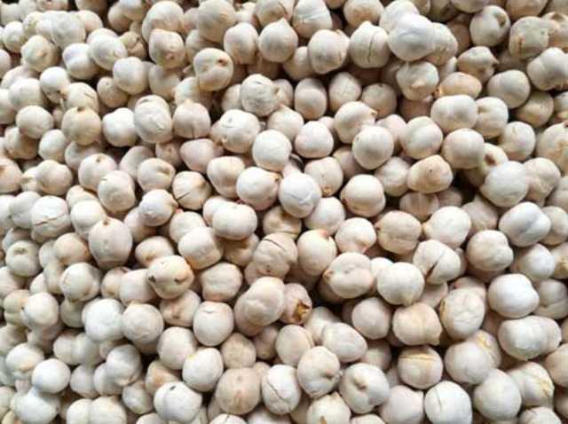 Beyaz leblebi<p>    Bedeni str.