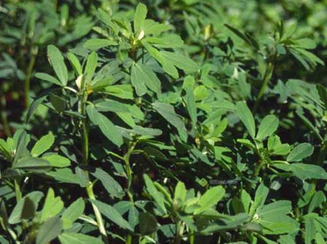 emen otu<p>    Mizac fkelendirir.