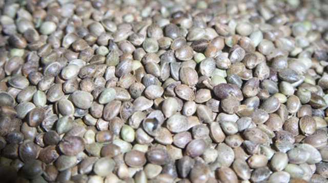 Kendir otu tohumu  <p>  Ba ars yapar.