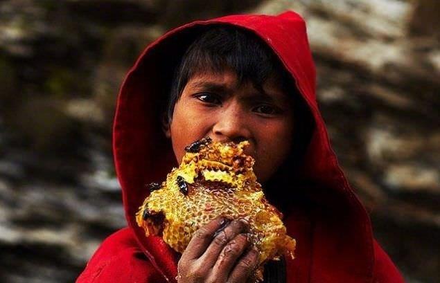 Derin vadilerden ve yeil ormanlandan hemen sonra balayan yksek dan yamacna yuva yapan bal arlar, ilkbahar boyunca peteklerini deerli bal ile dolduruyor.