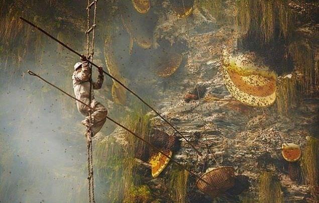 Nepal'in yksek dalarndan olan Nakal Gurung dann keskin yamalarna petek yapan arlarn baln almak o kadar da kolay deil...