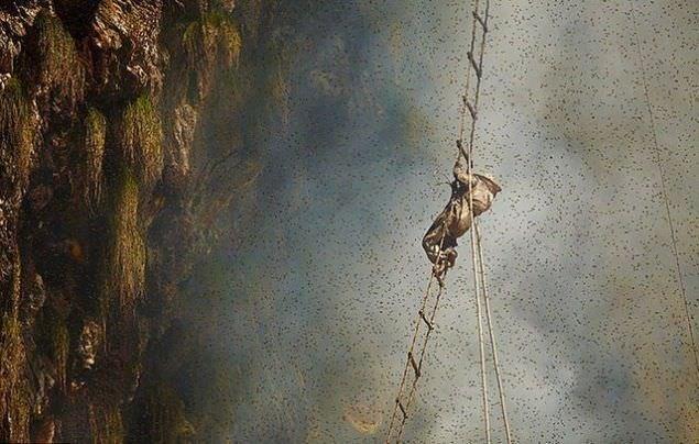 Petekler dolunca insanlarla arlar arasnda lmne bir sava balyor.