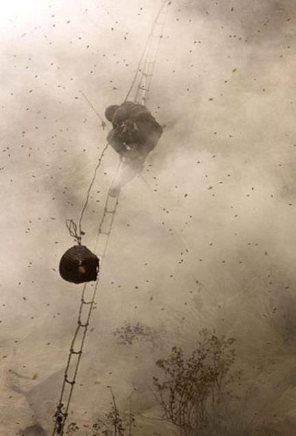 Nepalin bu bal avclarnn bir ksm ar saldrsndan bir ksm da uurumdan derek yaamn yitiriyor.