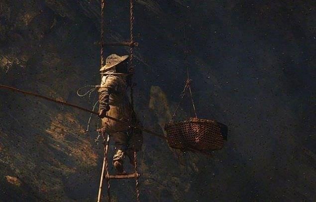 Bu kymetli bal alabilmek iin cann ortaya koyan Nepal kylleri, daclarn bile zorlanaca uurumlara kp bal alyor.