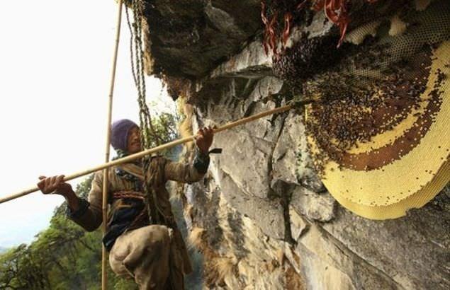 Bal ars deyince sadece bizim hazr peteklere bal yapan arlardan baka, petek rp bal depolayan baka ar trleri de var. Genelde dier trler daha ilkel yaam tarz olan arlar. Bu fotoraflarda grdnz ar da yle.Tek byk bir petek zerinde ve akta yayor.