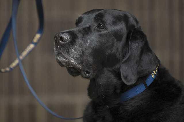 Maymunlarda grlen filtrum tpk insanlarda olduu gibi herhangi bir ie yaramyor. Fakat bu durum kedi ve kpek gibi memeli hayvanlar iin geerli deil.