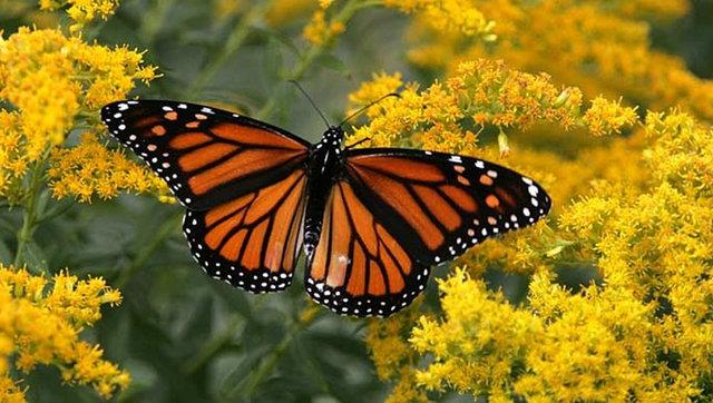 <p><b>BYO-KAAKILIK</b></p>    <p>Ankara</p>    <p>Van</p>    <p>Mersin</p>