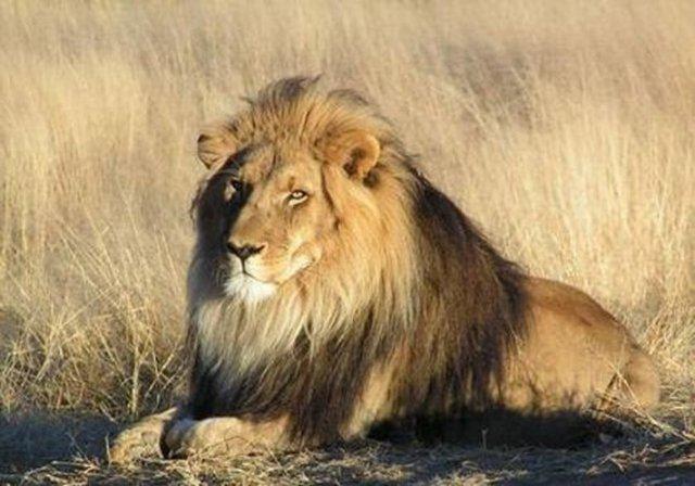 Aslanlar bir gnde 50 kez seviebilirler..