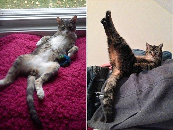 nsan gibi davranan bu hayvanlar grenleri hayrete dryor.