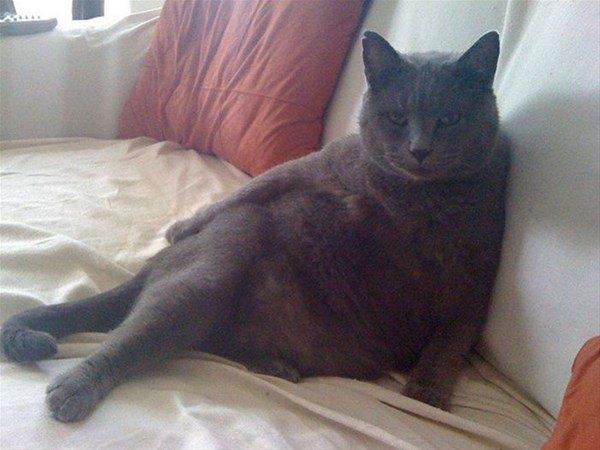 nsan gibi davranan bu hayvanlar grenleri hayrete dryor.