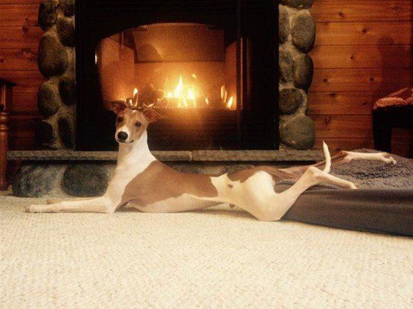 nsan gibi davranan bu hayvanlar grenleri hayrete dryor.