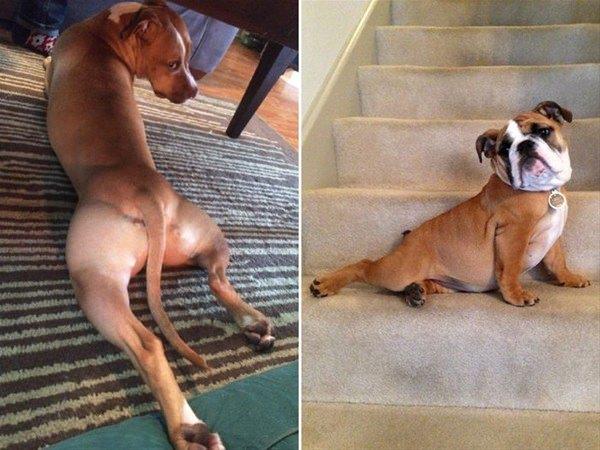 nsan gibi davranan bu hayvanlar grenleri hayrete dryor.