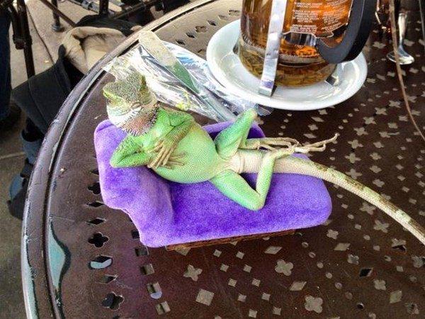 nsan gibi davranan bu hayvanlar grenleri hayrete dryor.