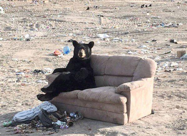 nsan gibi davranan bu hayvanlar grenleri hayrete dryor.