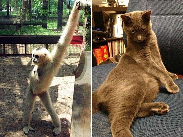 nsan gibi davranan bu hayvanlar grenleri hayrete dryor.