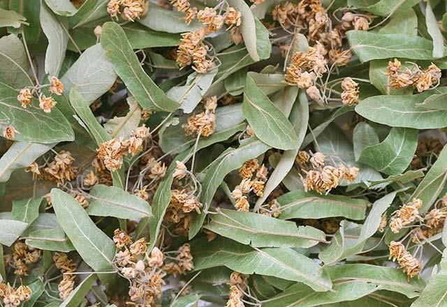 Ihlamur ay <p>    Gl antioksidan kayna olan kuburnu kn ifa datyor. zellikle ierisine bir dilim limon katlarak iilen hlamur ay ksrkten hatta kroniklemi ksrkten bile dzenli tketildii zaman kurtarabiliyor.