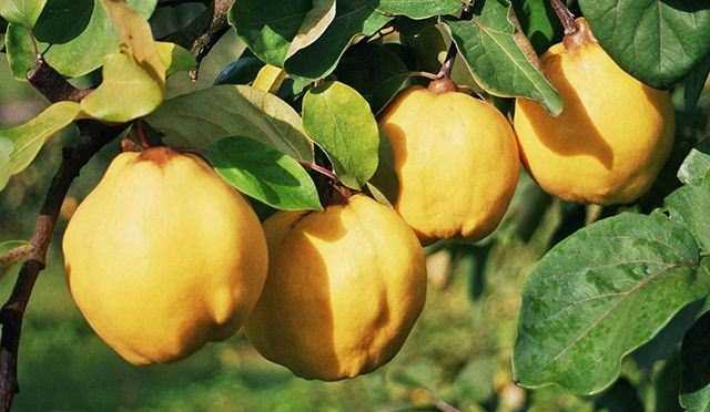 Bu meyve sindirim sistemi hastalklarna iyi geldii gibi ishal, mide ars ve bulanty hzl bir ekilde geirir.