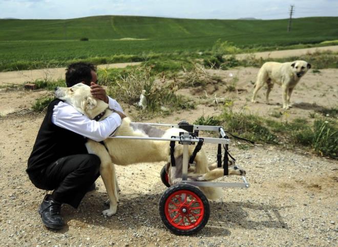 Krkkale'de, ara arpmas sonucu arka ayaklar tutmayan ve bir vatandan yryebilmesi iin pazar arabasnn tekerleklerini kullanarak yrte yapt sokak kpei "Kostak", Ankara'daki tedavisinin ardndan profesyonel bir yrtece kavutu. Kostak'a sahip kan Mehmet Kksal, aklama yapt. Zekeriya Karadavut