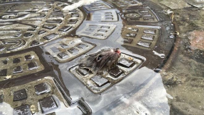 stanbul'da etkili olan saanak ya ve oluan takn nedeniyle yaam olumsuz etkiledi. Youn ya nedeniyle bir fare, rgar kapandan karak kurtulmaya alt. Yunus Emre Gnaydn