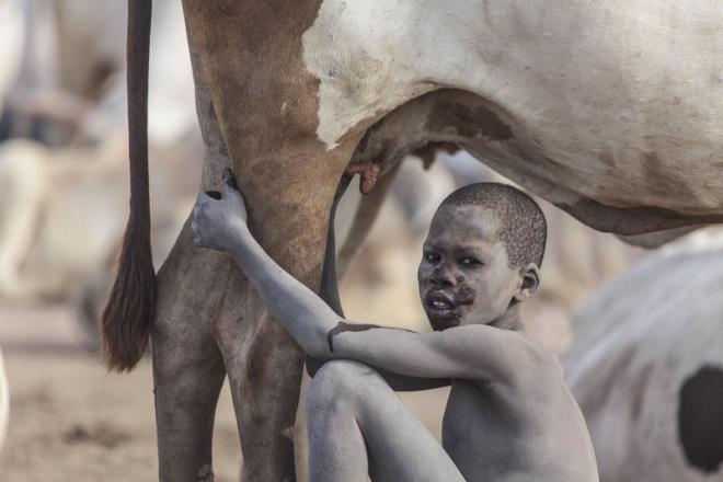 YAAM KATEGORS Gney Sudan'n Terekeka Eyaleti'ndeki Mundari kabilesi, geimlerini tr Ankole-Watusi olarak bilinen srlaryla salyorlar. Hayvancln nem arz ettii ve bir srn yaklak olarak 500$ civarlarnda deeri olan blgede kabile yeleri, hayvanlarn et ve stnden de fayda salyor. Bruno Bierrenbach Feder