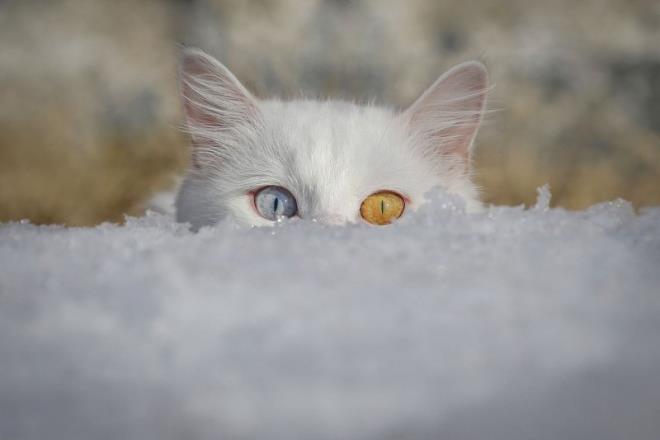 Yznc Yl niversitesi (YY) Van Kedisi Aratrma ve Uygulama Merkezince balatlan proje kapsamnda Van kedilerinin derisinin altna yerletirilen ip sayesinde hayvann tm bilgilerine ulalabiliyor. zkan Bilgin