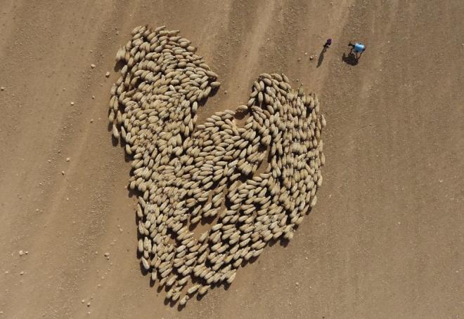 Trkiye'de kkba hayvancln nemli merkezlerinden anlurfa'da obanlar, tozlu ve zorlu yolculuun ardndan hayvanlar otlatacaklar yerlere ulatryor. Halil Fidan