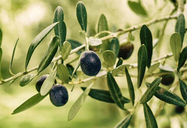 Zeytin de bol bol yenmeli. Kalorisi yok. Zeytin dal ve yapra da nemli. En gl doal antiboyotiktir.    Zeytin aac, tm zor artlara direnerek 2 bin 500 yl yayor. Hl da meyve veriyor. Biz 80-100 yl yayoruz. Sk sk grip olmamak ve kulak ars ekmemek iin zeytinya yiyin&#8221;.