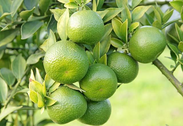 Kanser gibi lmcl hastalklara kar da koruma kalkan grevi grr. K mevsiminde en ok grlen grip ve nezle gibi hastalklar da tedavi ederek iyiletirdii bilinmektedir.