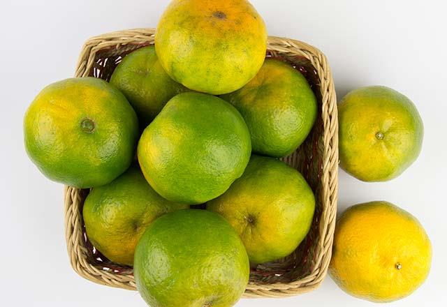 Yeil mandalinann sar mandalinaya gre kabuunun daha ince olmas soyulmas asndan da kolaylk salar. Ayn zamanda baklk sistemini glendirmesinin yan sra iyi bir vitamin deposudur.