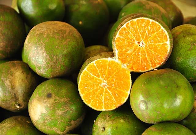 nsan sal asndan sar mandalinalara gre daha faydal olan yeil mandalinalar, zellikle de k aylarnda tketilmelidir.