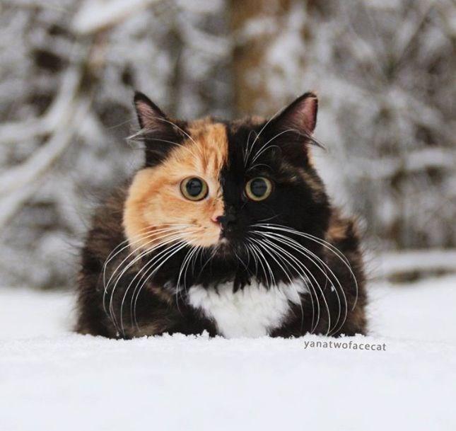 Doal gzelliin en sevimli hali