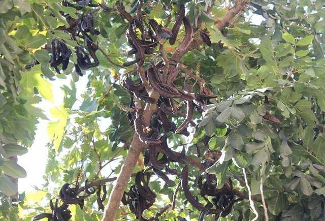 Uzmanlar ste kakao yerine keiboynuzu unu konularak tketilmesini neriyor.