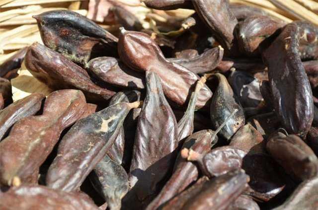 Alerjik hastalklara, astm ve bronite iyi geliyor ve antioksidan ierii sayesinde kansere kar koruyucu etki gsteriyor."