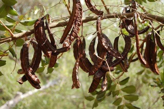 Vcuttaki suyun tutulmasn salayarak barsak iinde besinlerin hareketini etmesine yardmc olan keiboynuzu, sindirilemez bir zellii olmas nedeniyle barsaklarn sprgesi grevini gryor, gaytaya yumuaklk ve hacim kazandrarak kabzl nlyor.