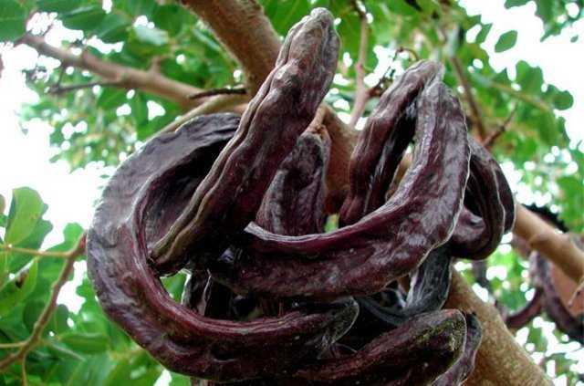 "Yksek kalsiyum ierii sayesinde kemik salna nemli faydalar bulunuyor, balgam sktrc zellii ile ksrk tedavisinde kullanlyor.