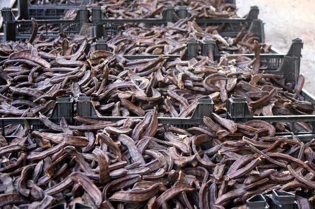 Akcierleri temizliyor, sigarann oluturduu hasar azaltmaya alyor, antioksidan zellii ile kansere kar koruyucu etki gsteriyor.