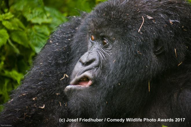 Dzenlenen dier yarmalardan farkl olarak doann gldren anlarna odaklanan The Comedy Wildlife Photography Awards, bu yl da olduka yksek katlm grd.