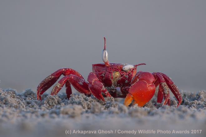 Bu noktada kardelerinin yannda duramayp den bayku, uak izine denk gelen rdek ve ilgin bir poz veren kanguru ne kyor.