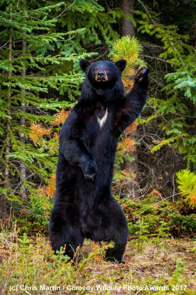 Bugne kadar vahi doa fotoraflyla ilgili birok yarma dzenlendi ama hibiri The Comedy Wildlife Yarmas kadar komik olmad!