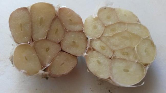 zellikle, sarmsan antioksidan zellii kendini hzl bir ekilde belli eder ve bu sayede vcudunuz, birok hastaln olumasna neden olan serbest radikallerle savamaya balar.