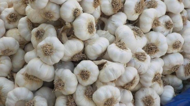 yle ki: Damarlar temizleniyor ve vcut, kalp ve damar rahatszlklarna kar daha korunakl hale geliyor.Kan basnc ve buna bal olarak da tansiyon dengeleniyor. Vcudun kolesterol dengesi dzenleniyor.