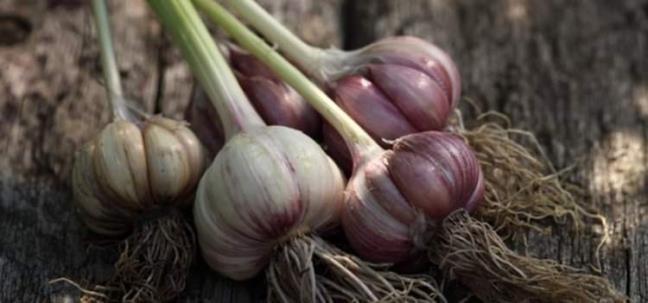 Sarmsanz btn halinde pitikten sonra soumasn bekleyin ve ardndan 6 di sarmsa ayrp afiyetle yiyin.