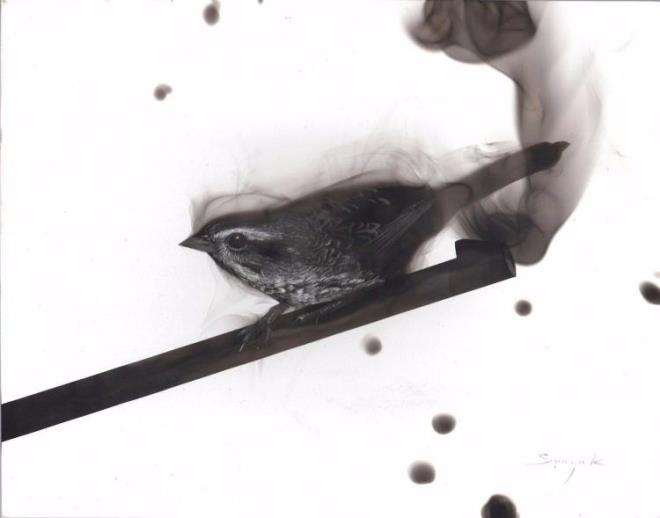 Bu resimleri atele iziyor!